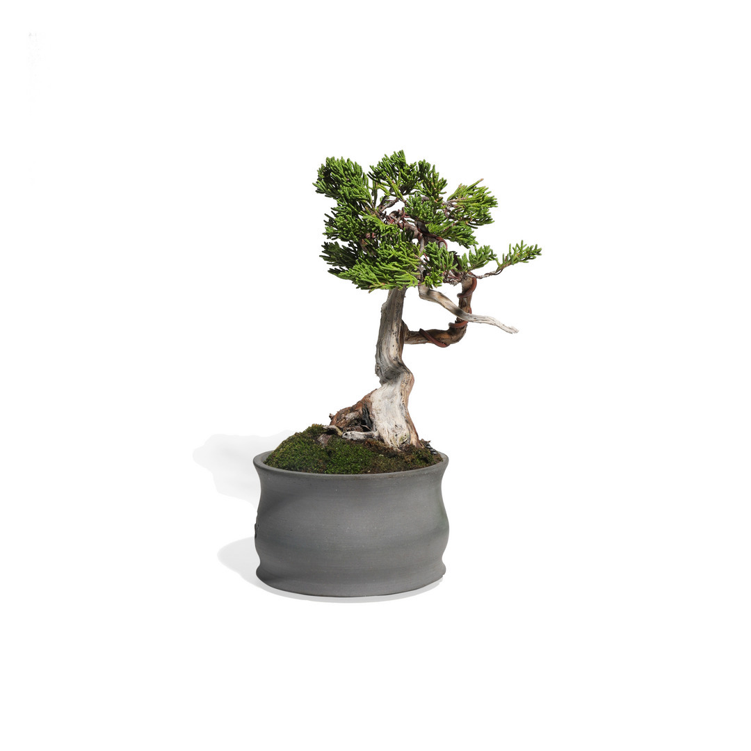 真柏 -Japanese Juniper- （推定樹齢35年）-M0004-｜TRADMAN'S BONSAI
